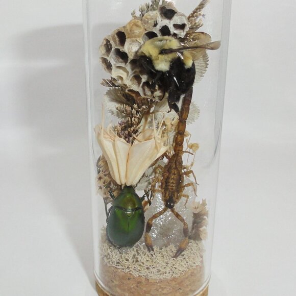 Scorpion Green Chafer Beetle Wasp Nest Bee & Crystal Oddity Jar taxidermy - Picture 10 of 16